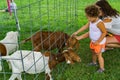 Child Petting a Billy Goat at the Petting Zoo at the Annual Touch-A-Truck